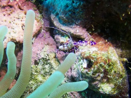 Spotted Cleaner Shrimp MG 7093